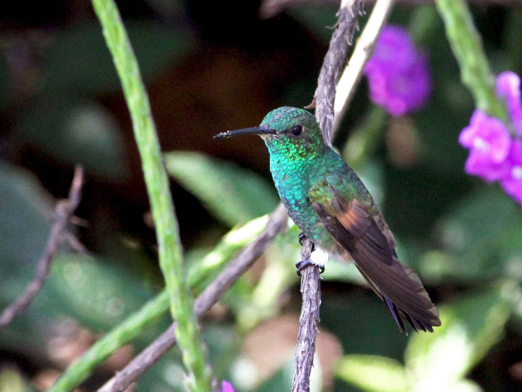 Blue-tailed Hummingbird - Georges Duriaux