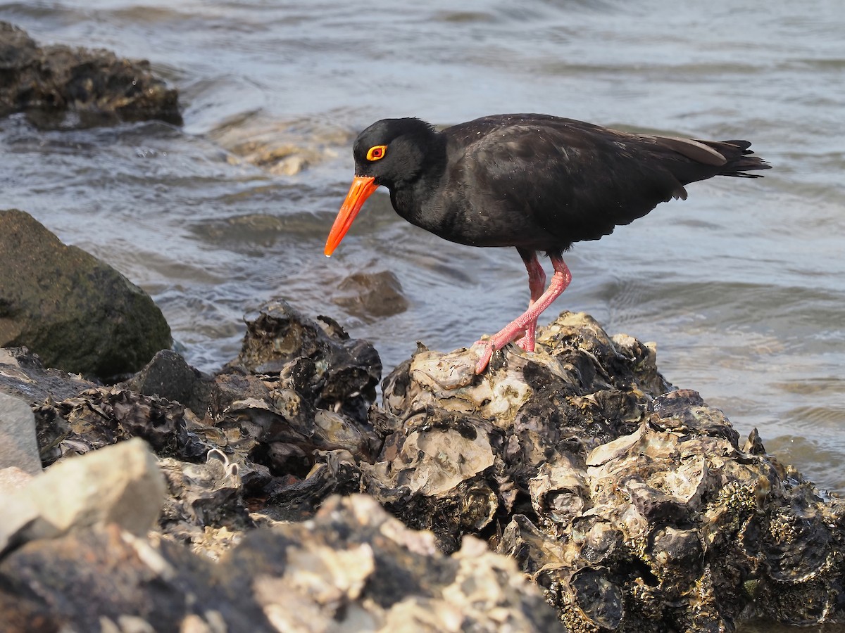 Sooty Oystercatcher - Len and Chris Ezzy