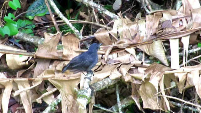 Борнейская синяя птица - ML425977251