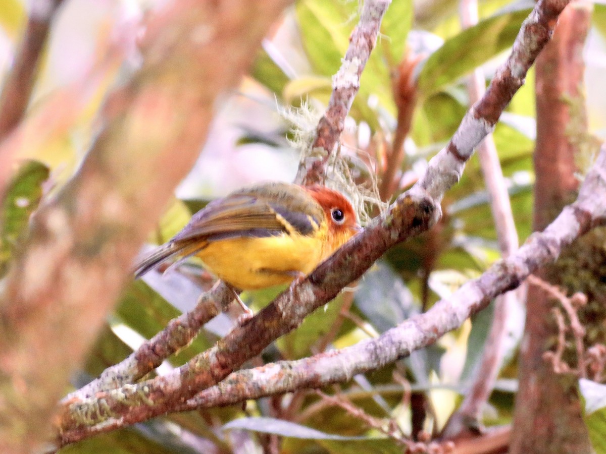 Yellow-breasted Warbler - ML425977731