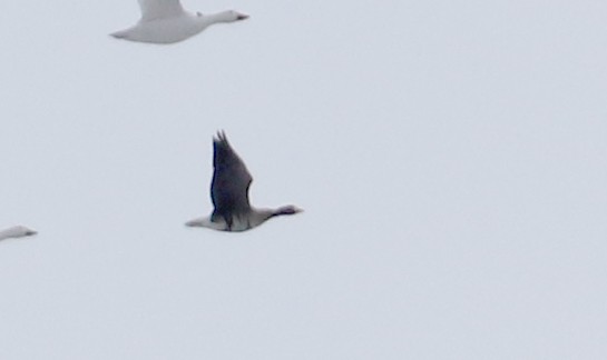 Greater White-fronted Goose - ML42597991