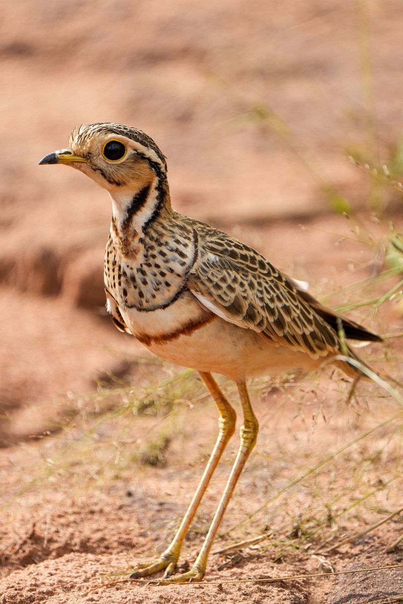 Three-banded Courser - ML425980351