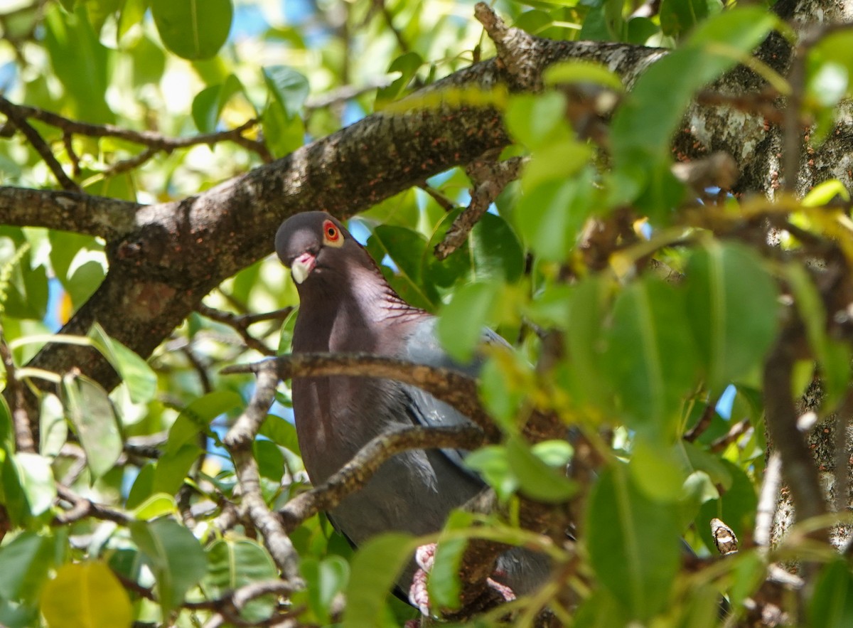 Scaly-naped Pigeon - ML425981681