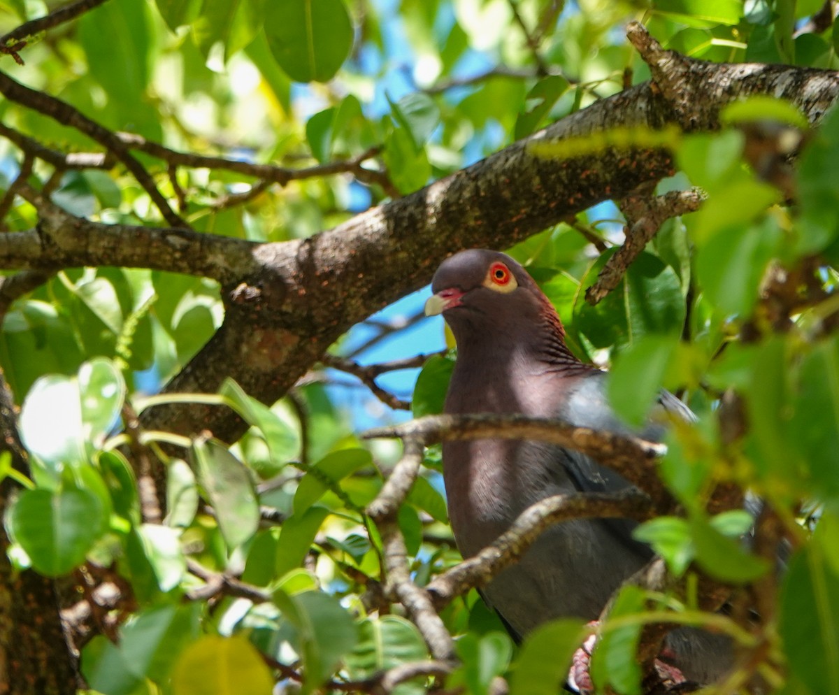 Scaly-naped Pigeon - ML425981691