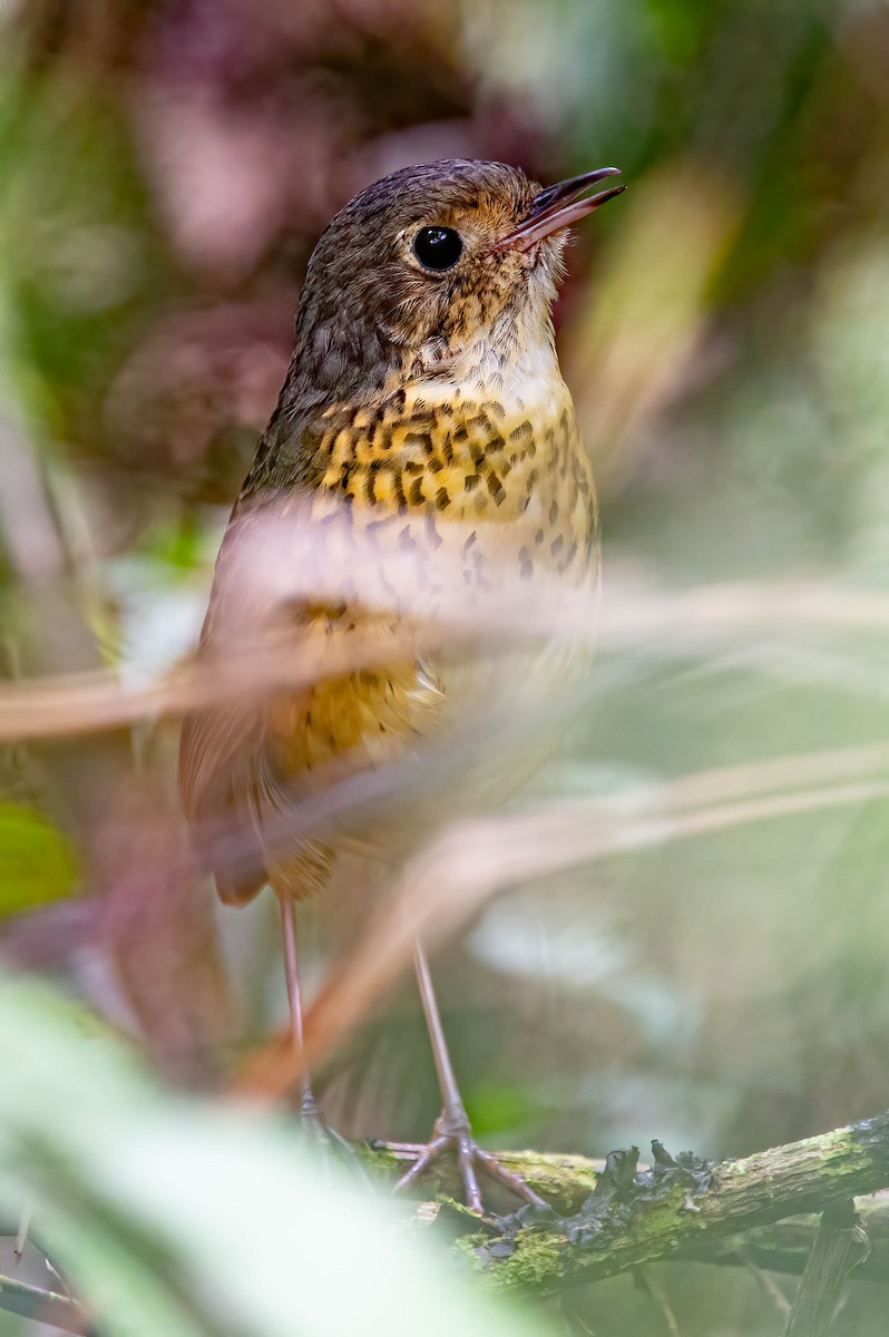 Speckle-breasted Antpitta - ML425992381
