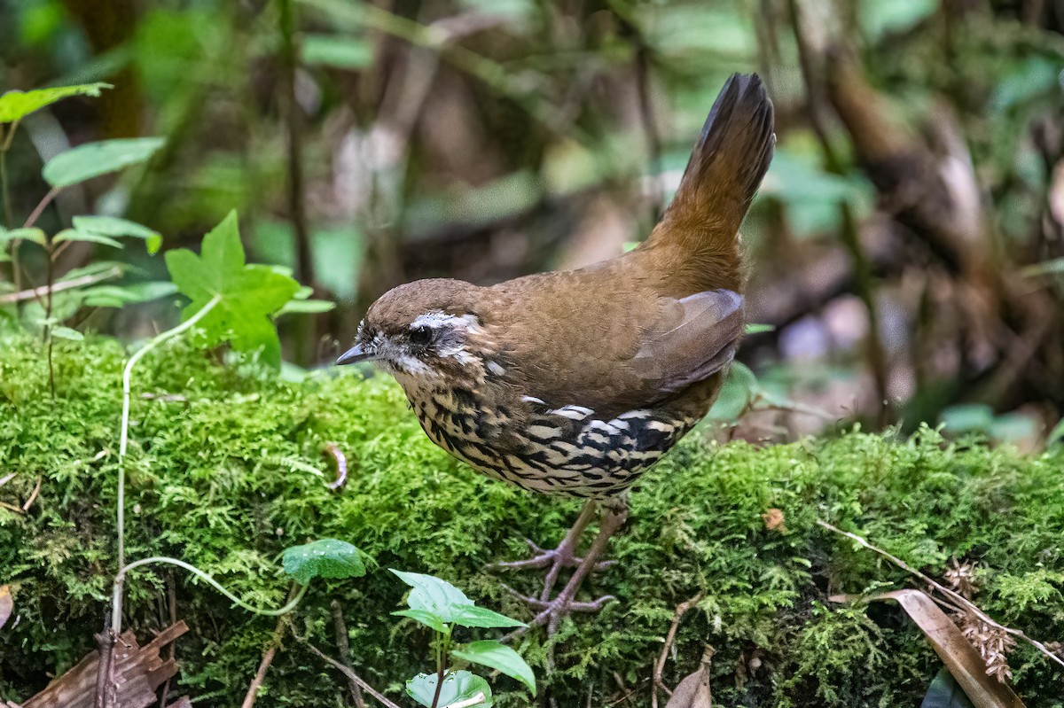 Rufous-tailed Antthrush - Carlos Moura