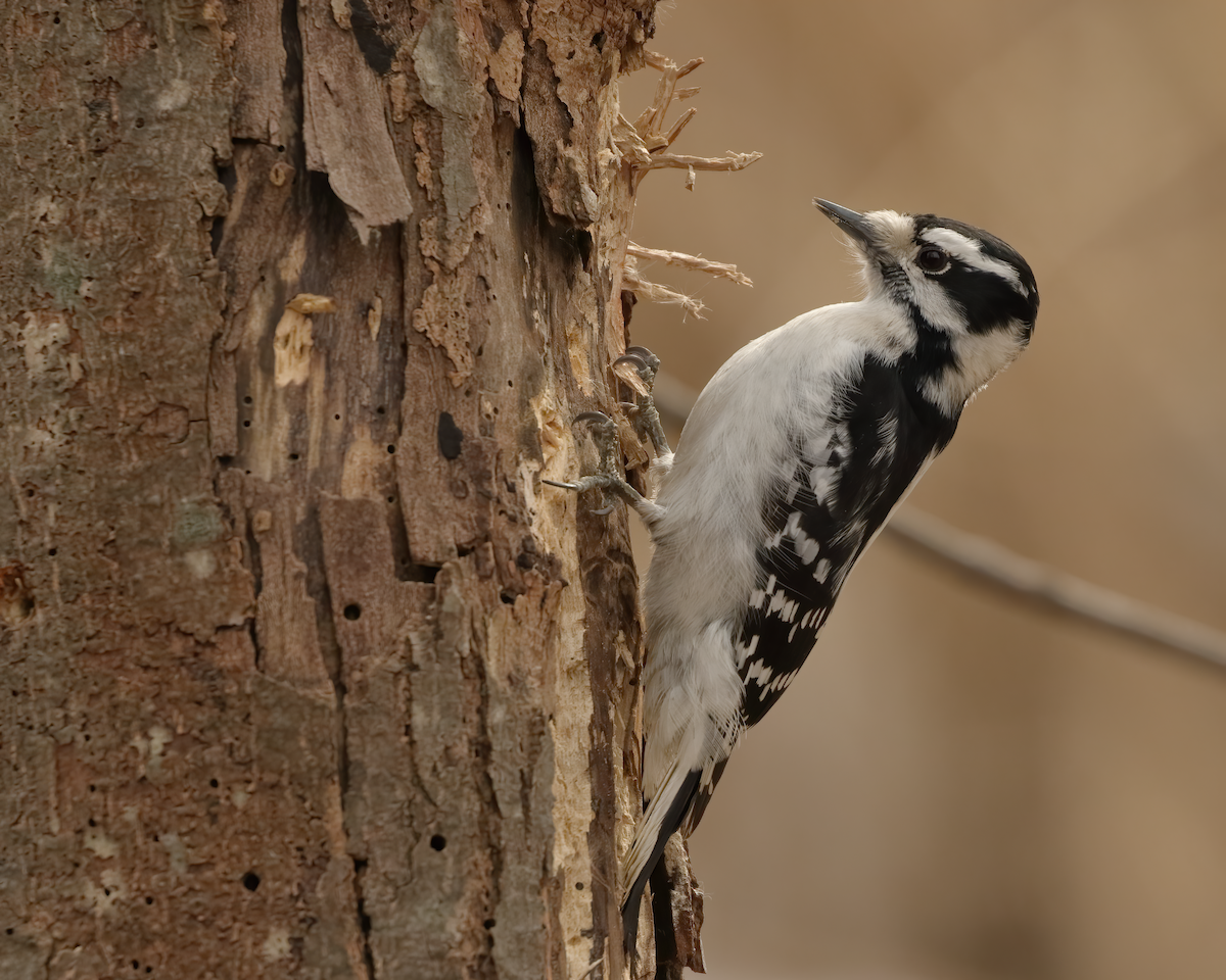 Downy Woodpecker - ML425993801
