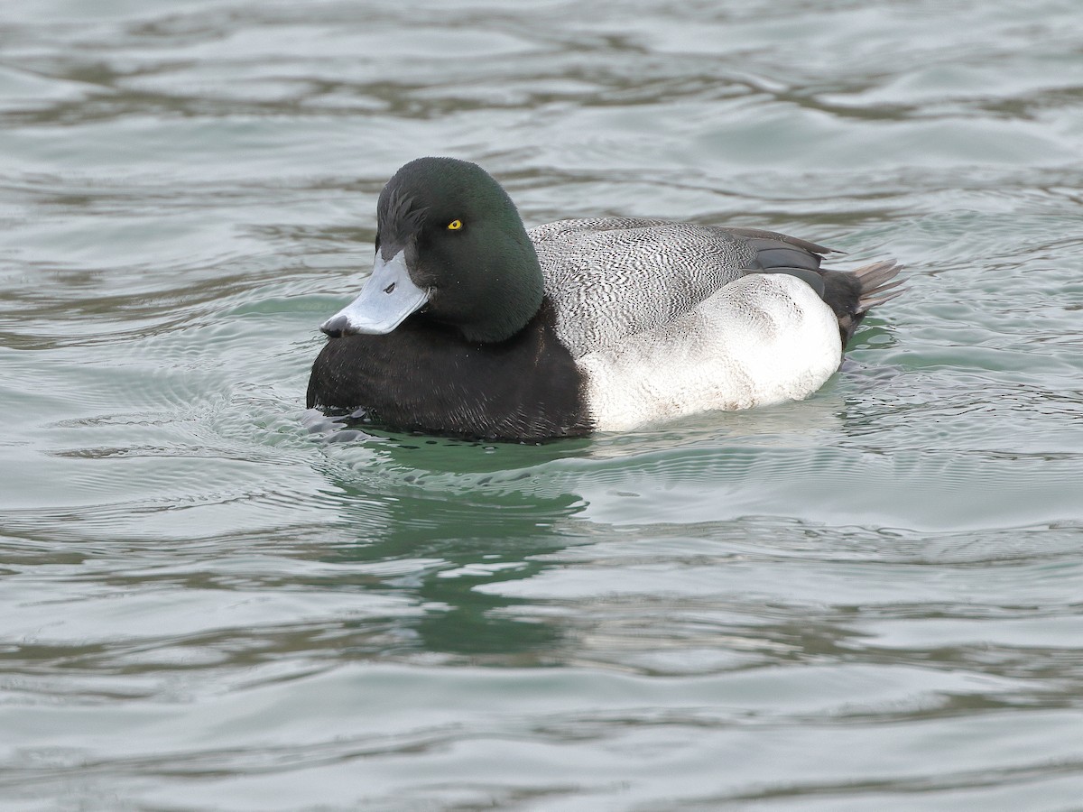Greater Scaup - ML425995431