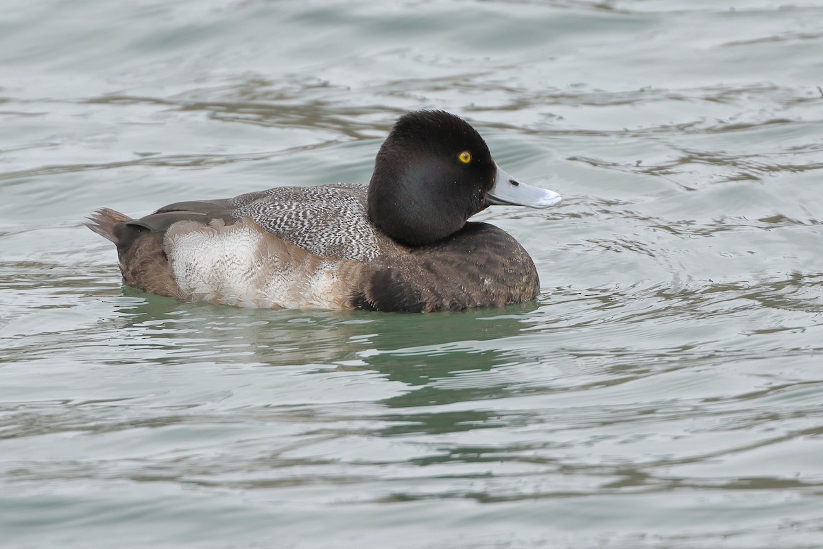Greater Scaup - Marcus Buck