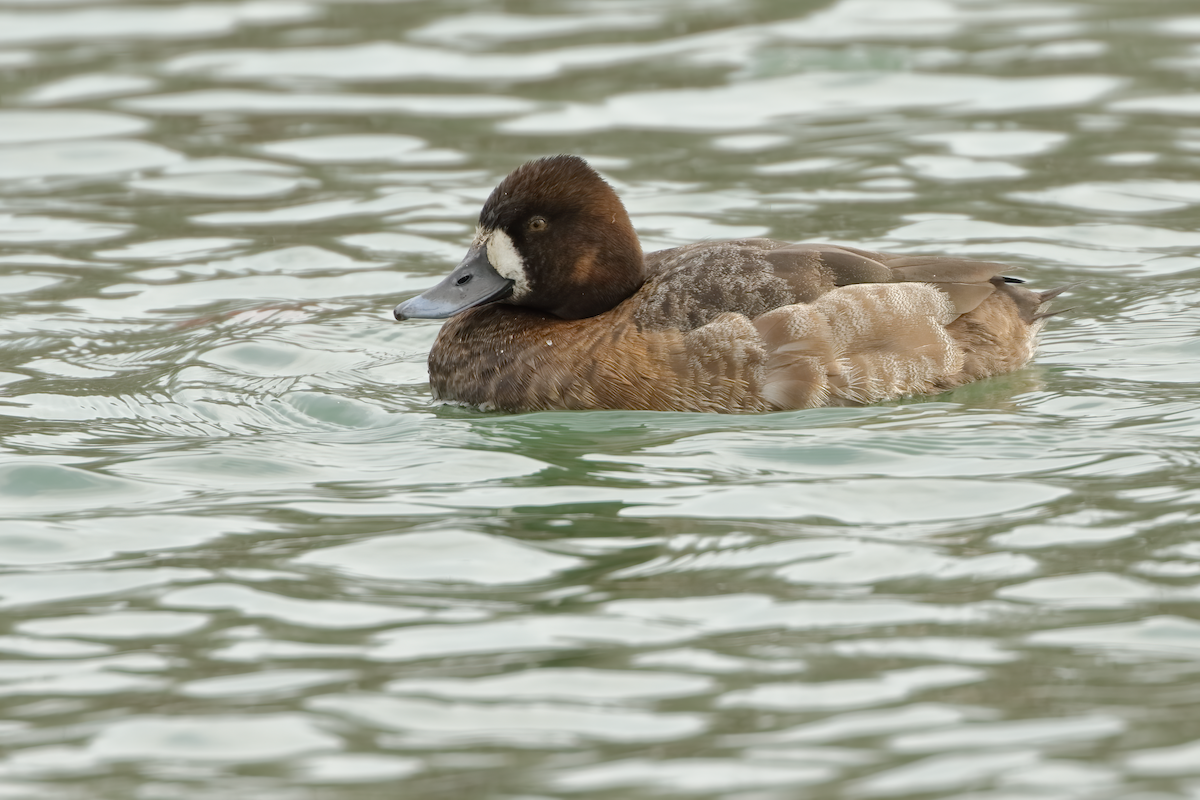 Greater Scaup - ML425995781