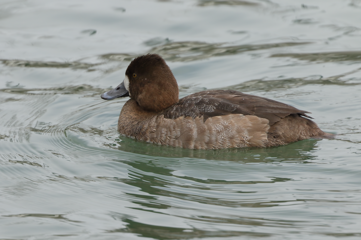 Greater Scaup - ML425995891