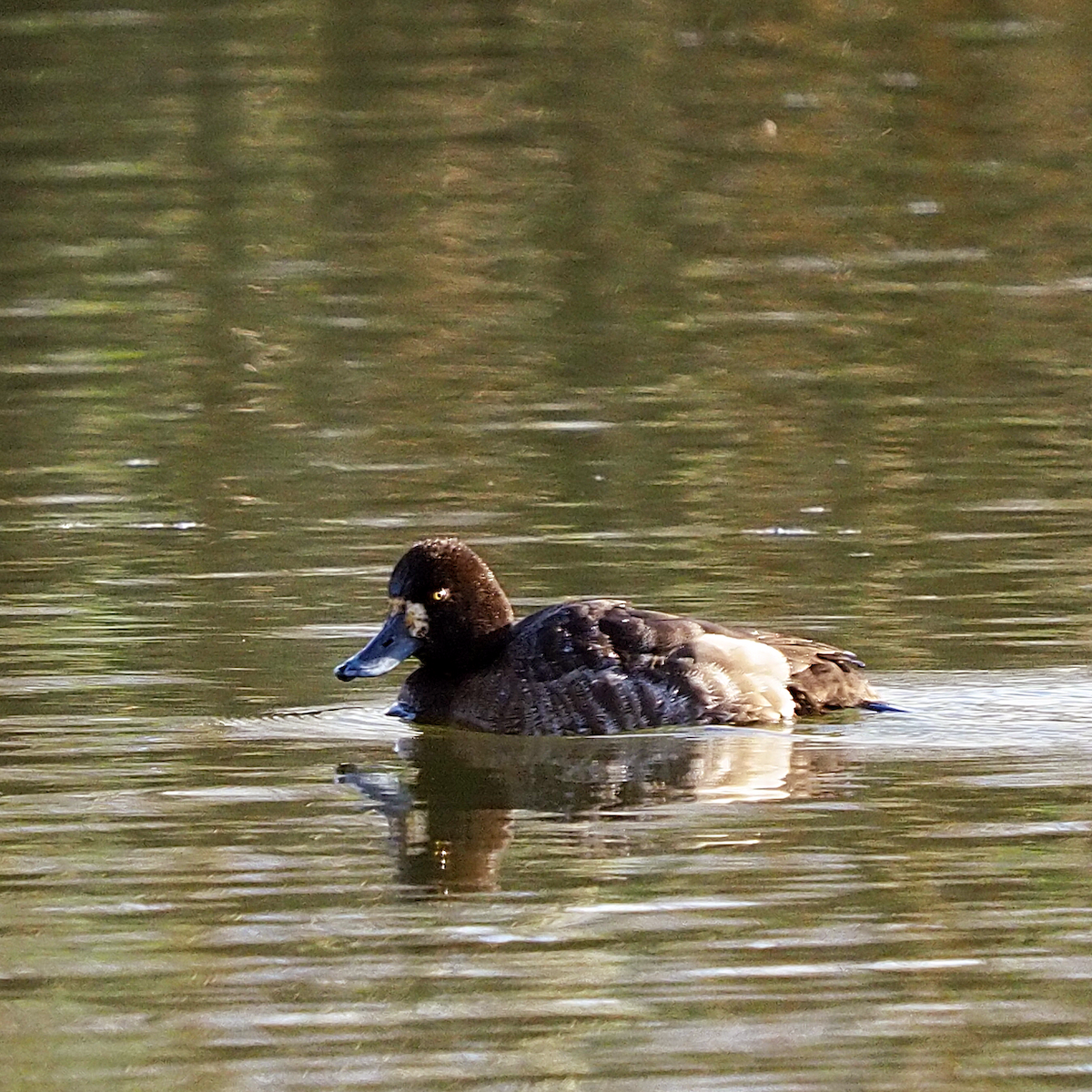 Greater Scaup - ML425998071