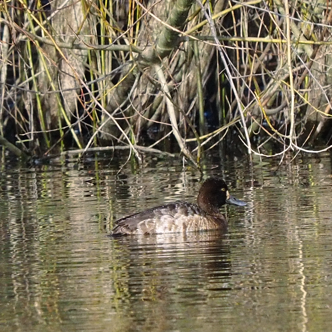 Greater Scaup - ML425998111