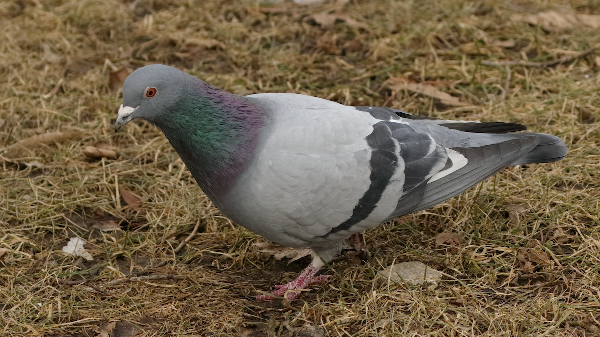 Rock Pigeon (Feral Pigeon) - ML425998821