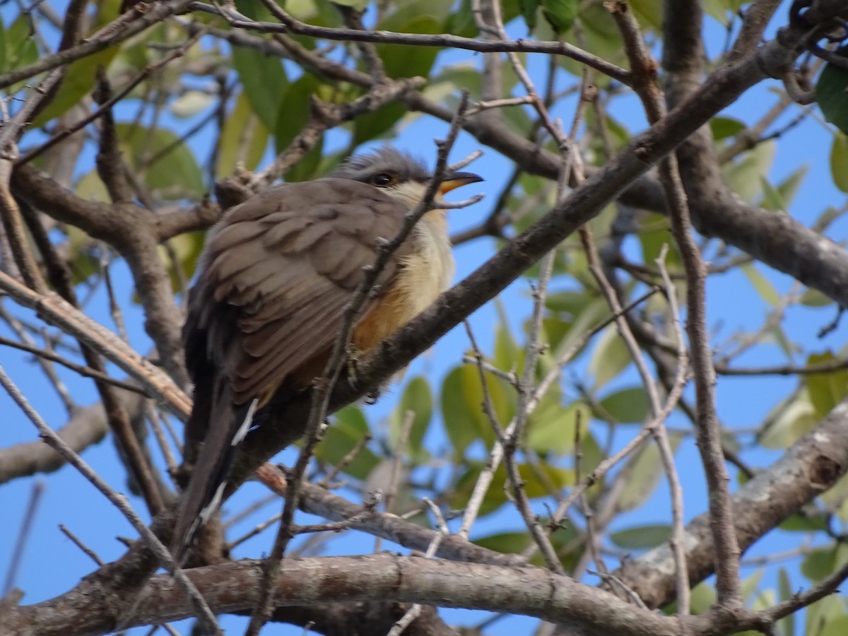 Mangrove Cuckoo - ML425998901