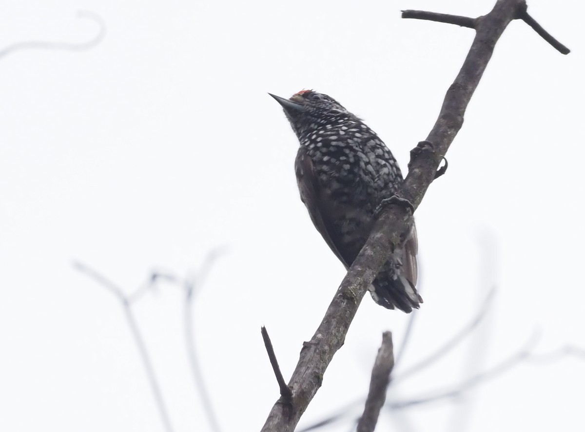 Speckle-chested Piculet - ML426000881