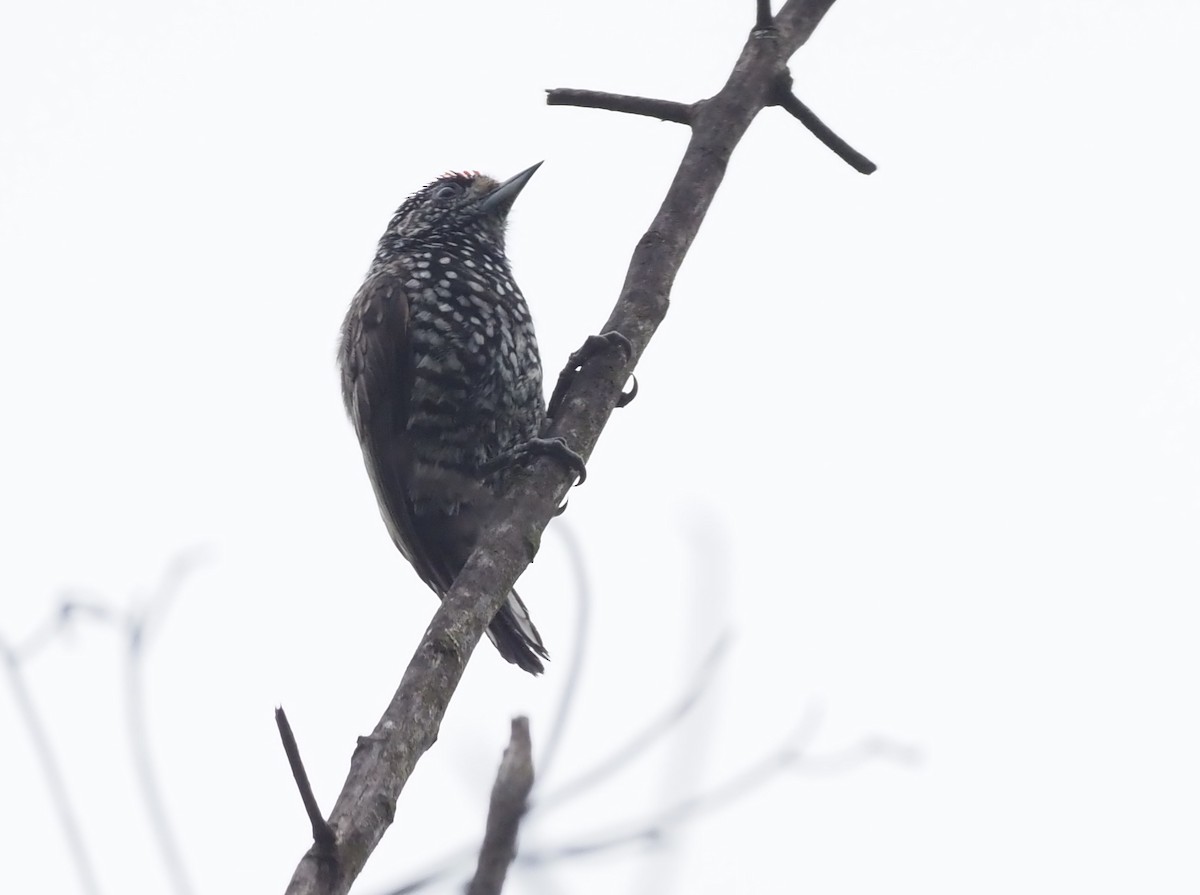 Speckle-chested Piculet - ML426001591