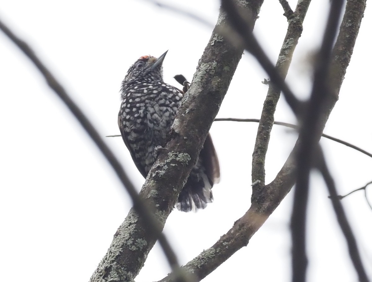 Speckle-chested Piculet - ML426001711