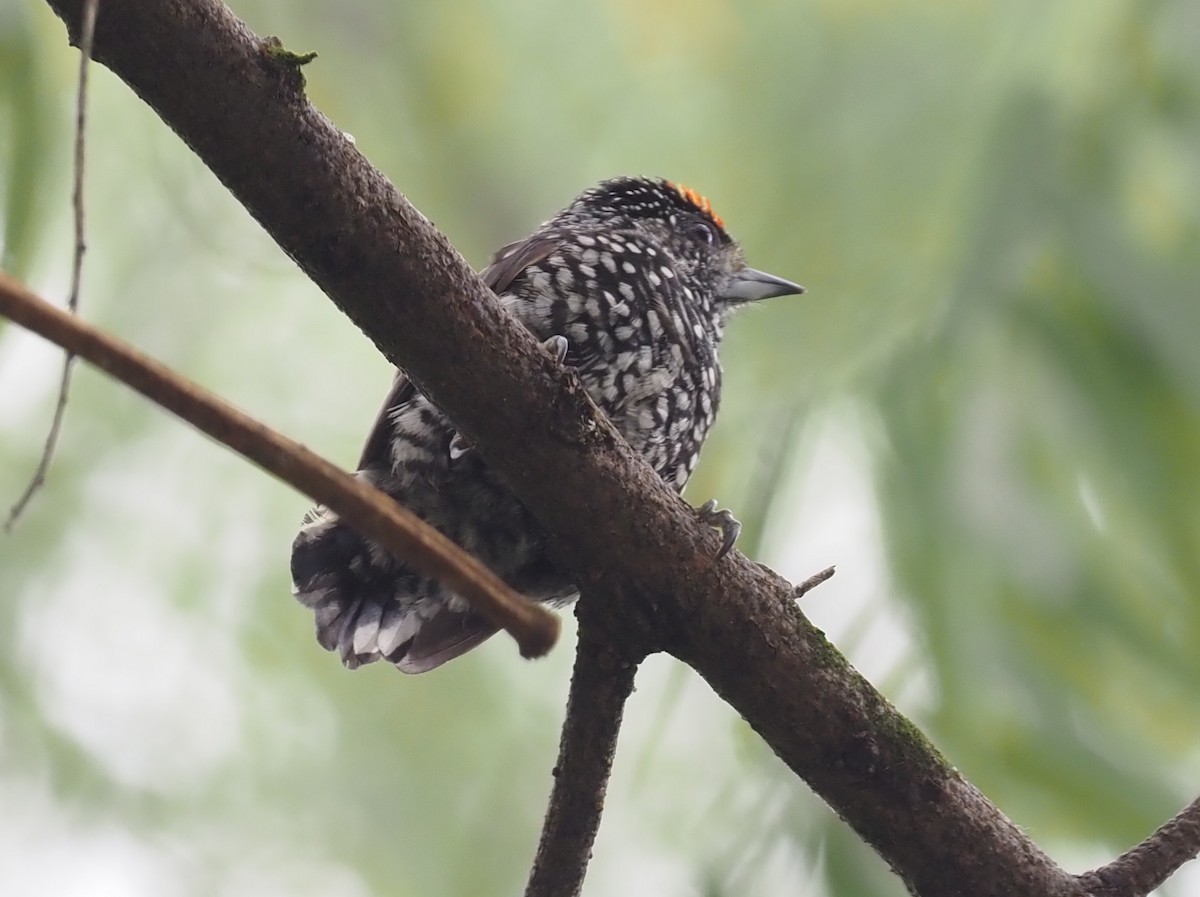 Speckle-chested Piculet - ML426001841
