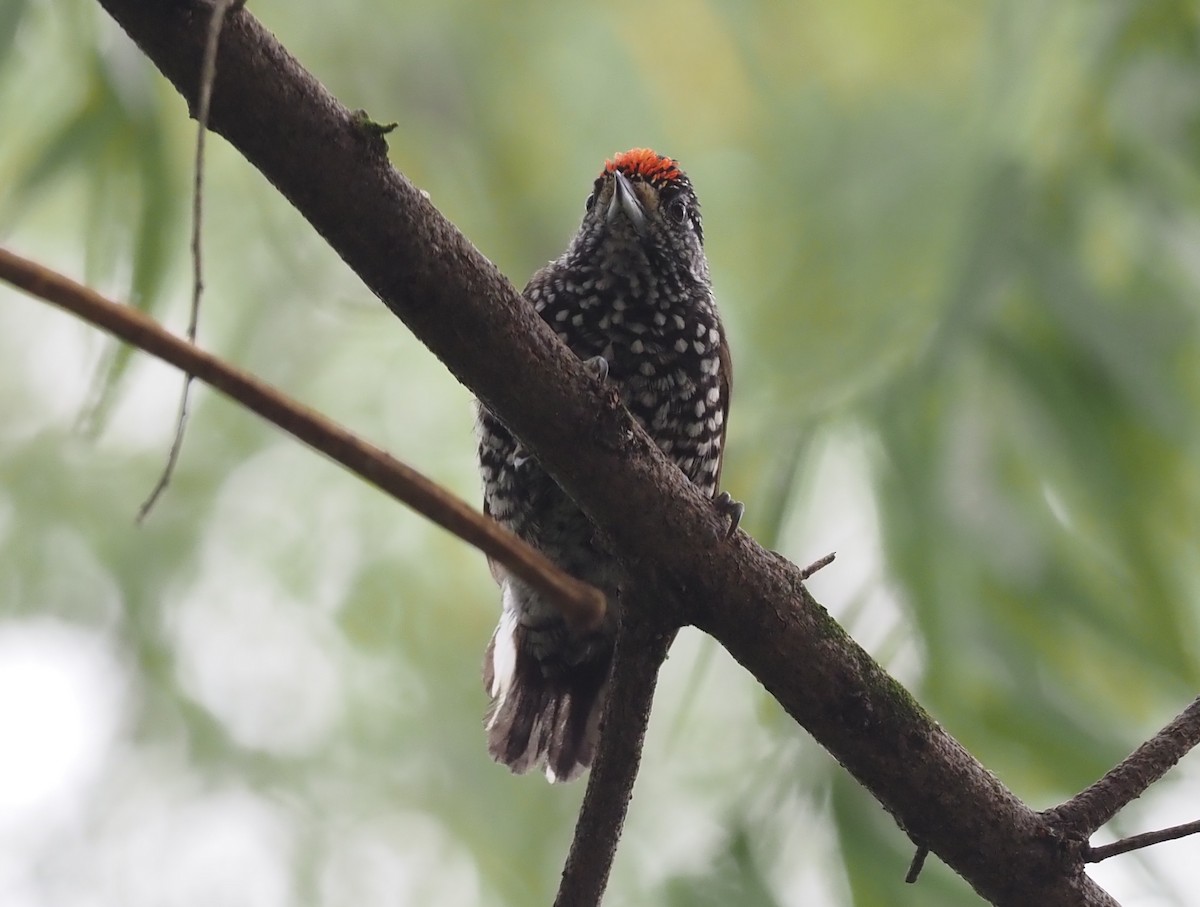 Speckle-chested Piculet - ML426001901
