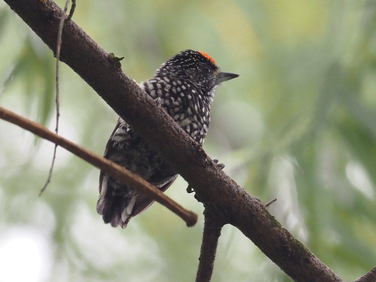 Speckle-chested Piculet - ML426002071