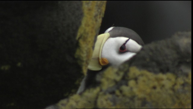 Horned Puffin - ML426008