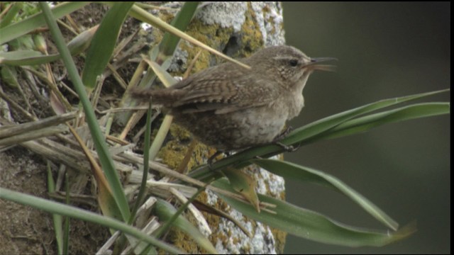 Pacific Wren (alascensis Group) - ML426010