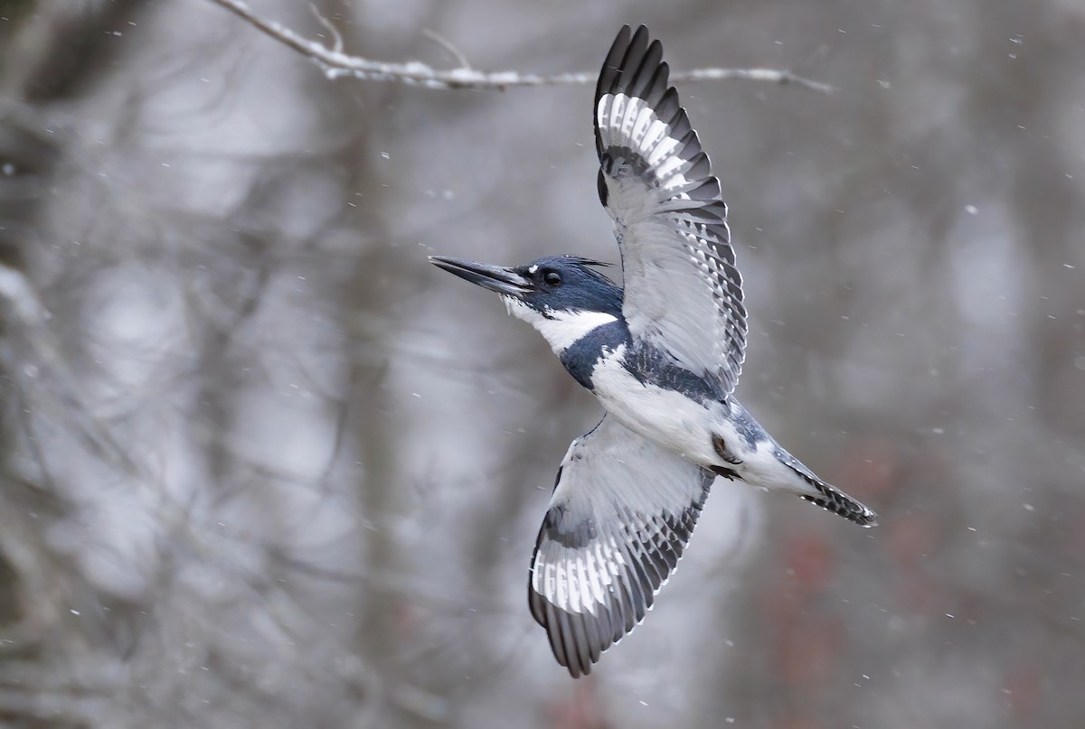 Belted Kingfisher - ML426011271