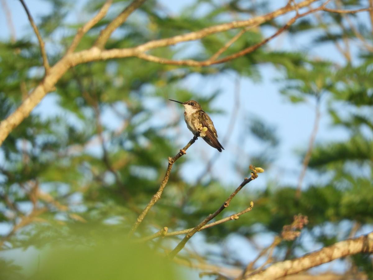 Ruby-throated Hummingbird - Karla Treinen