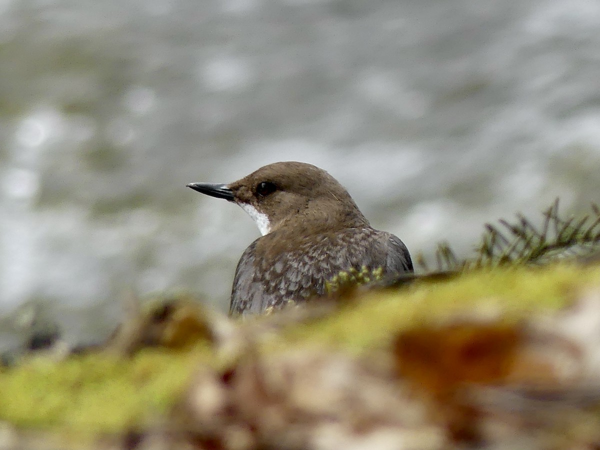 White-throated Dipper - Maggie Geer