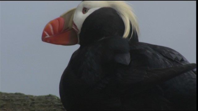 Tufted Puffin - ML426023