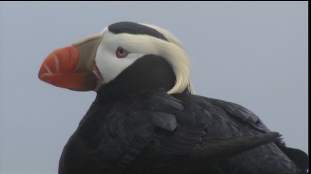  - Tufted Puffin