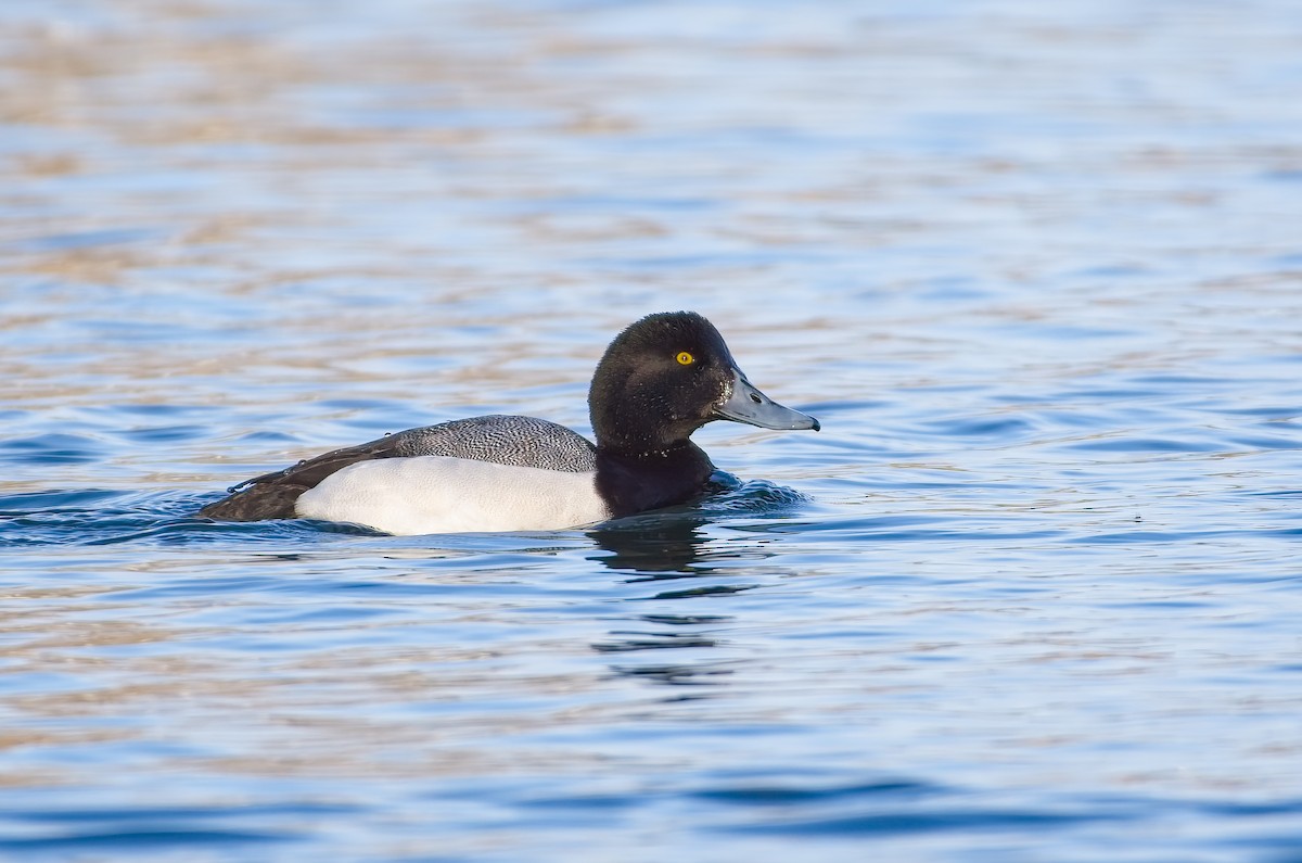 Greater Scaup - ML426035791
