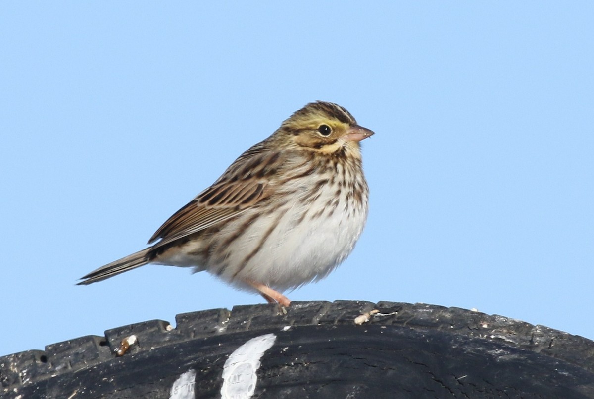Savannah Sparrow - ML42603631