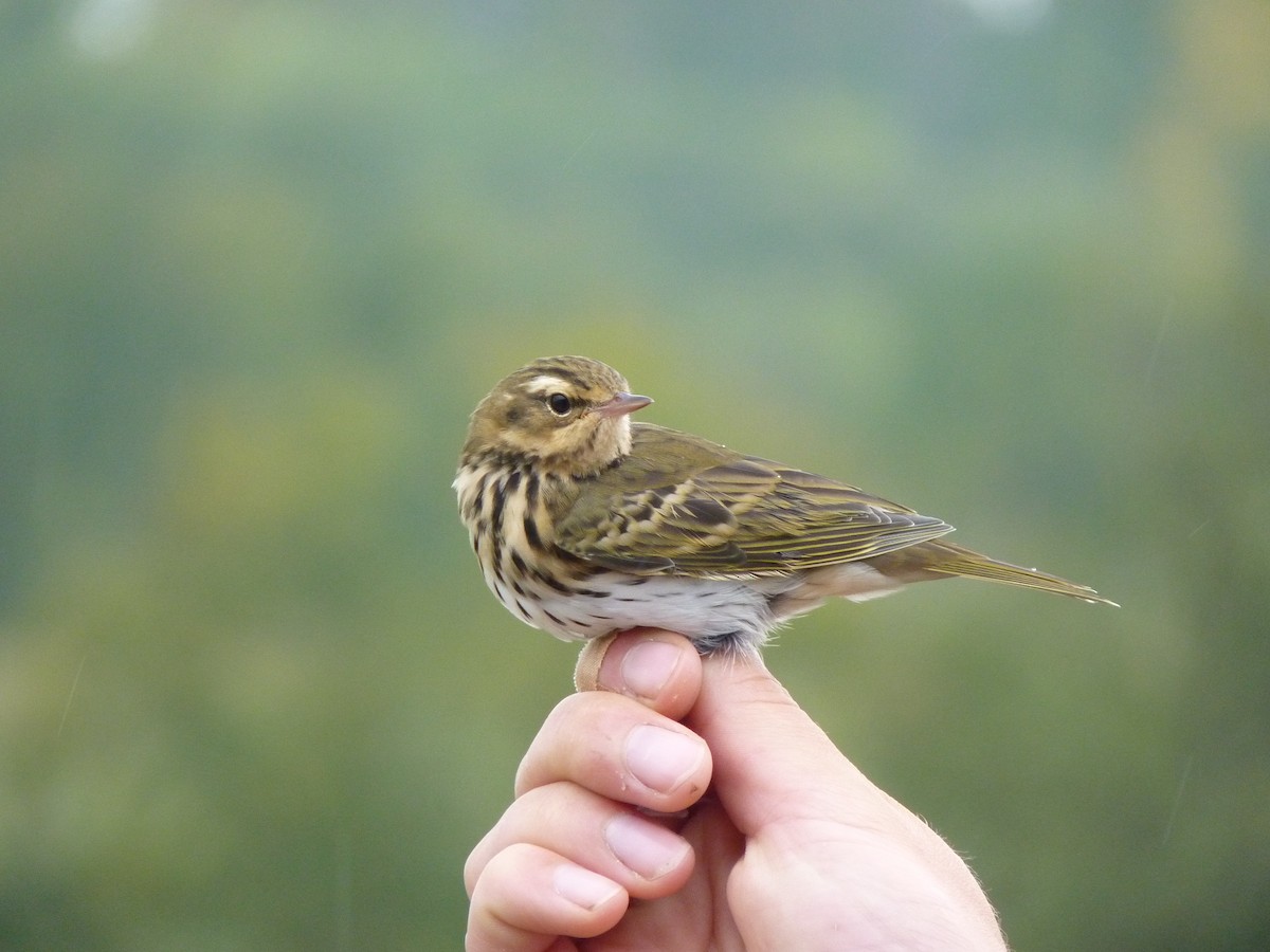 Olive-backed Pipit - ML426037341