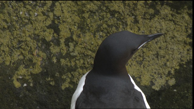 Thick-billed Murre - ML426041