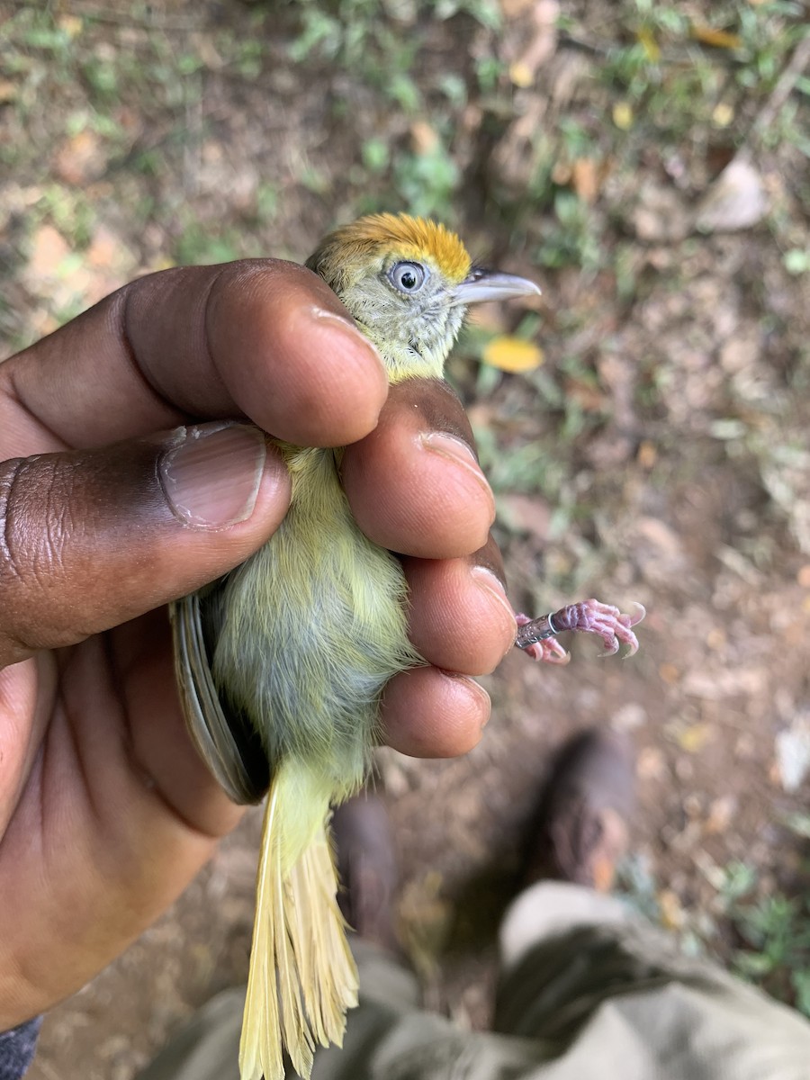 Tawny-crowned Greenlet - ML426052941