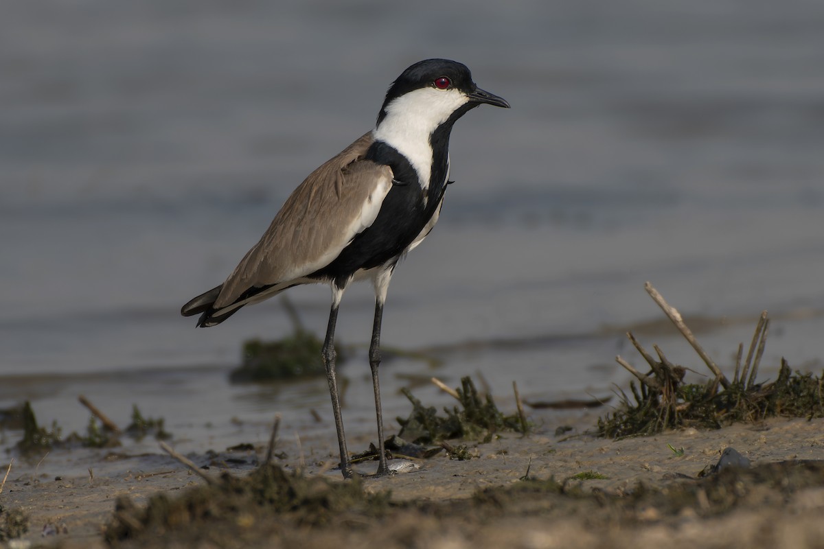 Spur-winged Lapwing - ML426056071