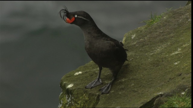 Crested Auklet - ML426060