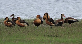 Fulvous Whistling-Duck, ML426060181