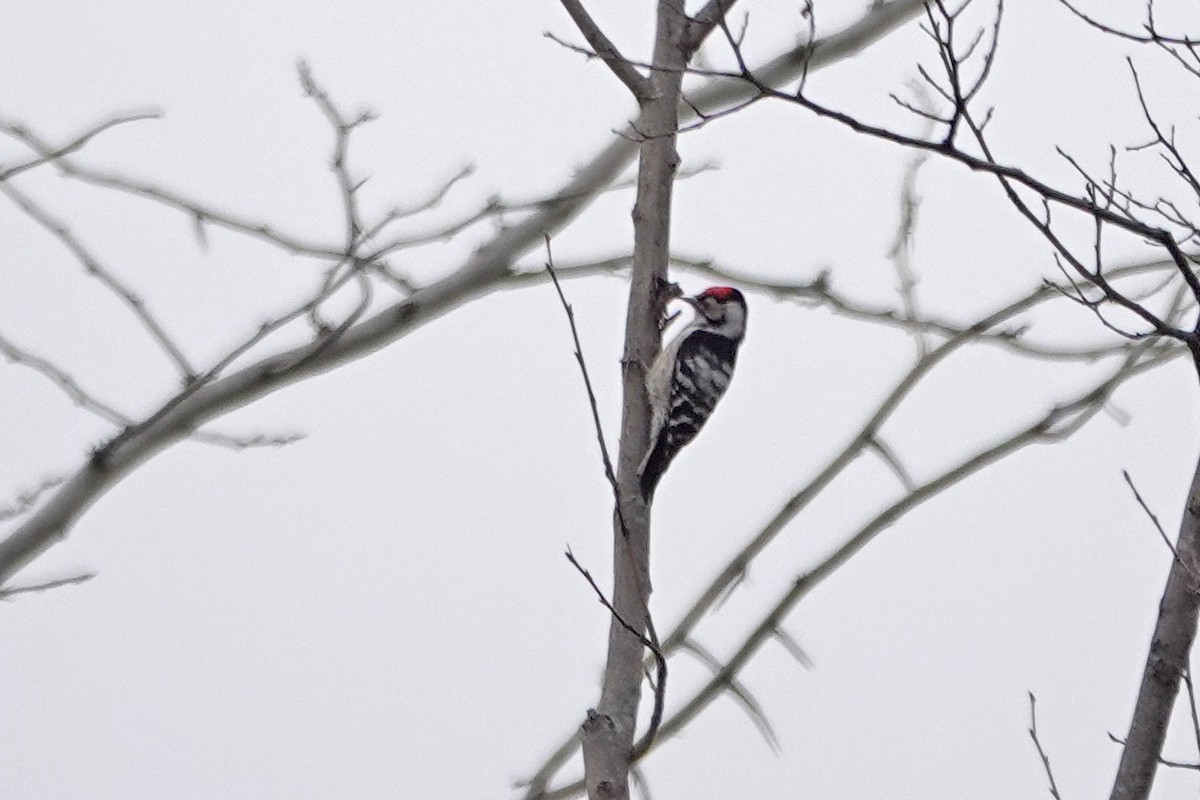 Lesser Spotted Woodpecker - ML426063011