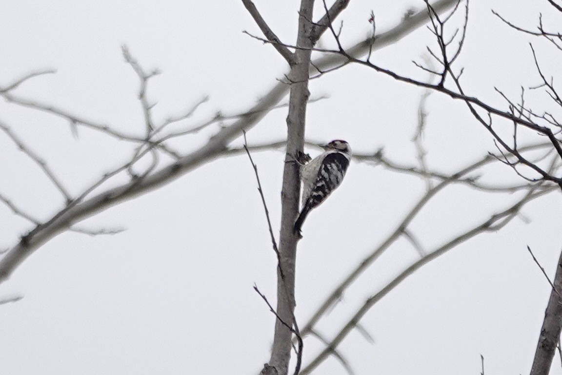 Lesser Spotted Woodpecker - ML426063041