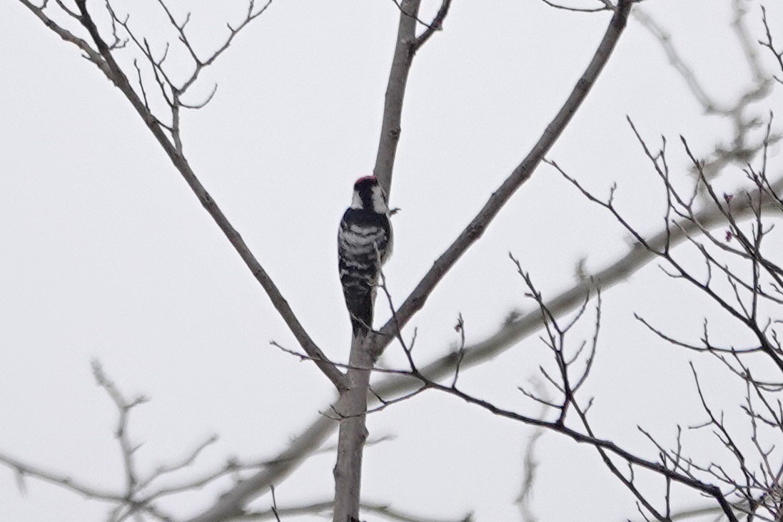 Lesser Spotted Woodpecker - ML426063081