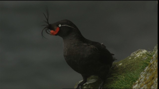 Crested Auklet - ML426064