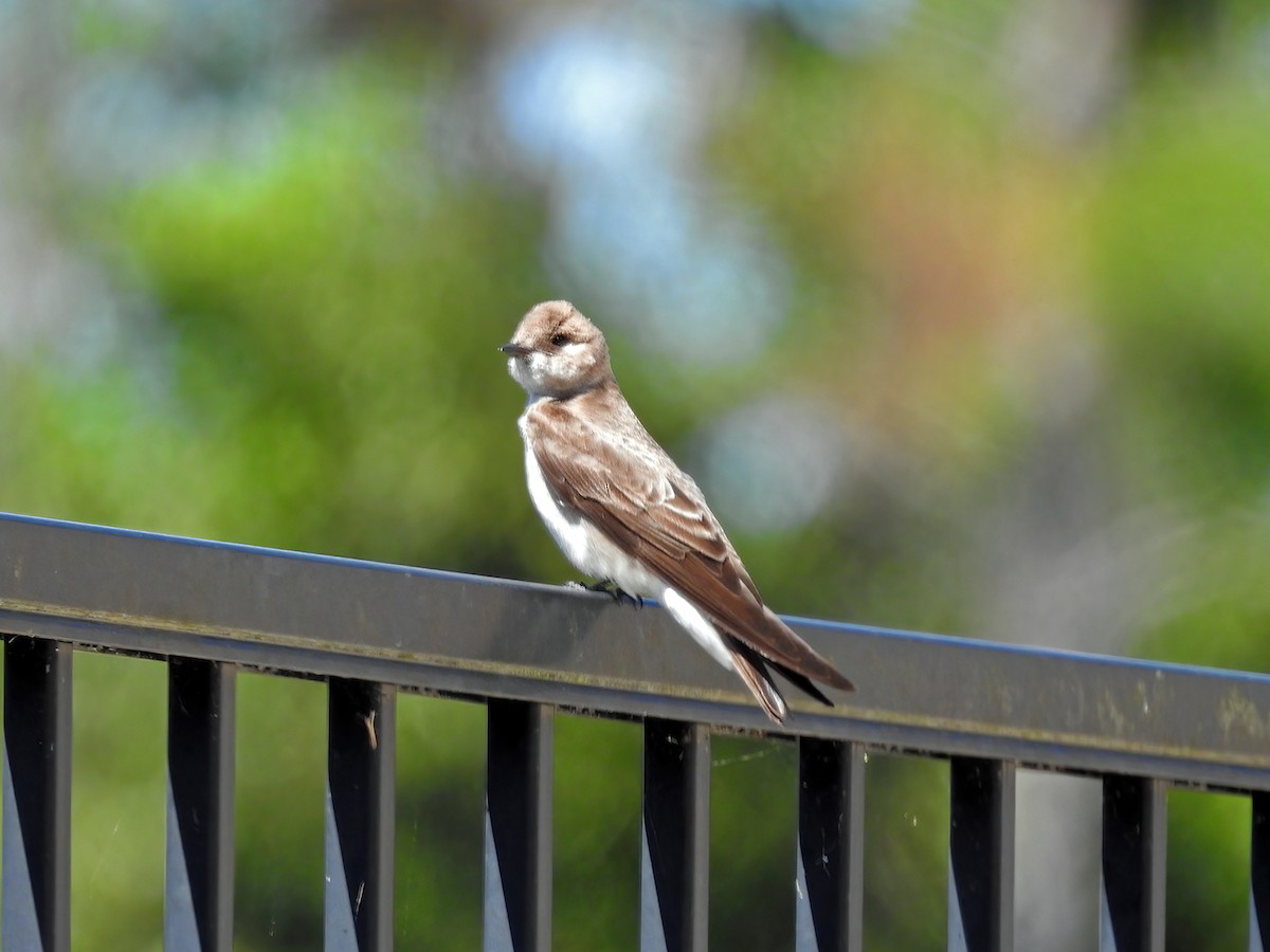 Northern Rough-winged Swallow - ML426064271