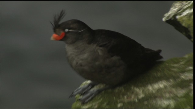 Crested Auklet - ML426065