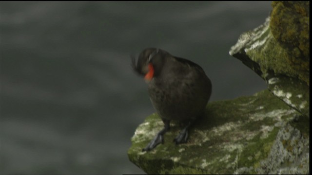 Crested Auklet - ML426066