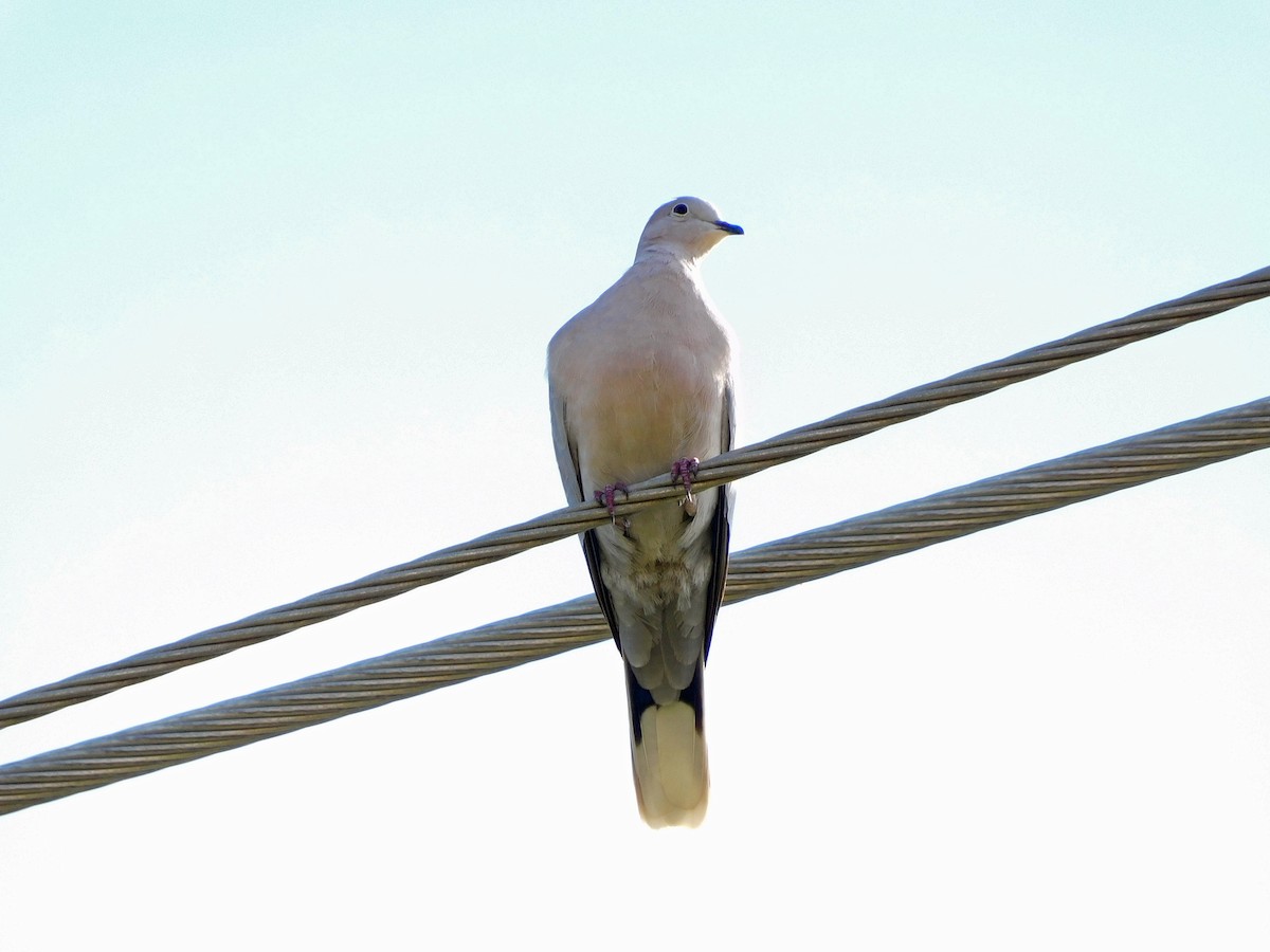 Eurasian Collared-Dove - Mark Penkower