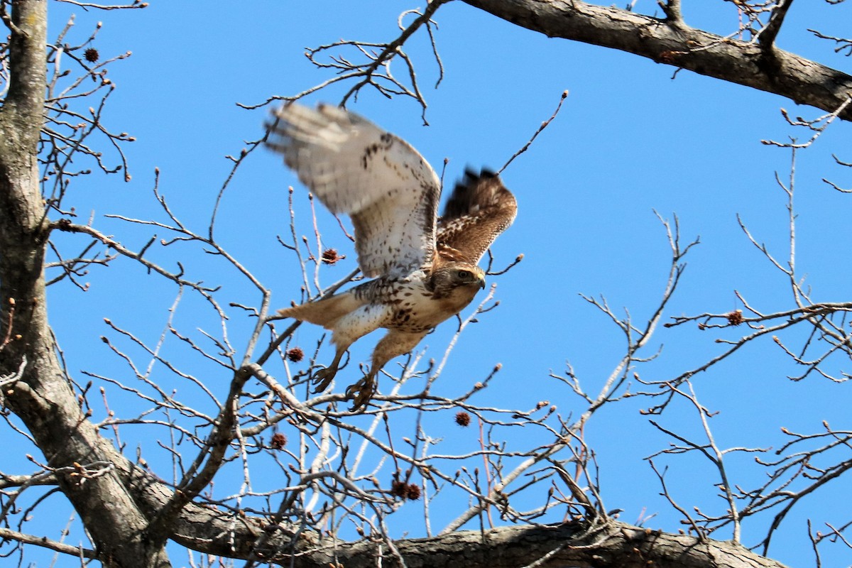 Red-tailed Hawk - ML426072691