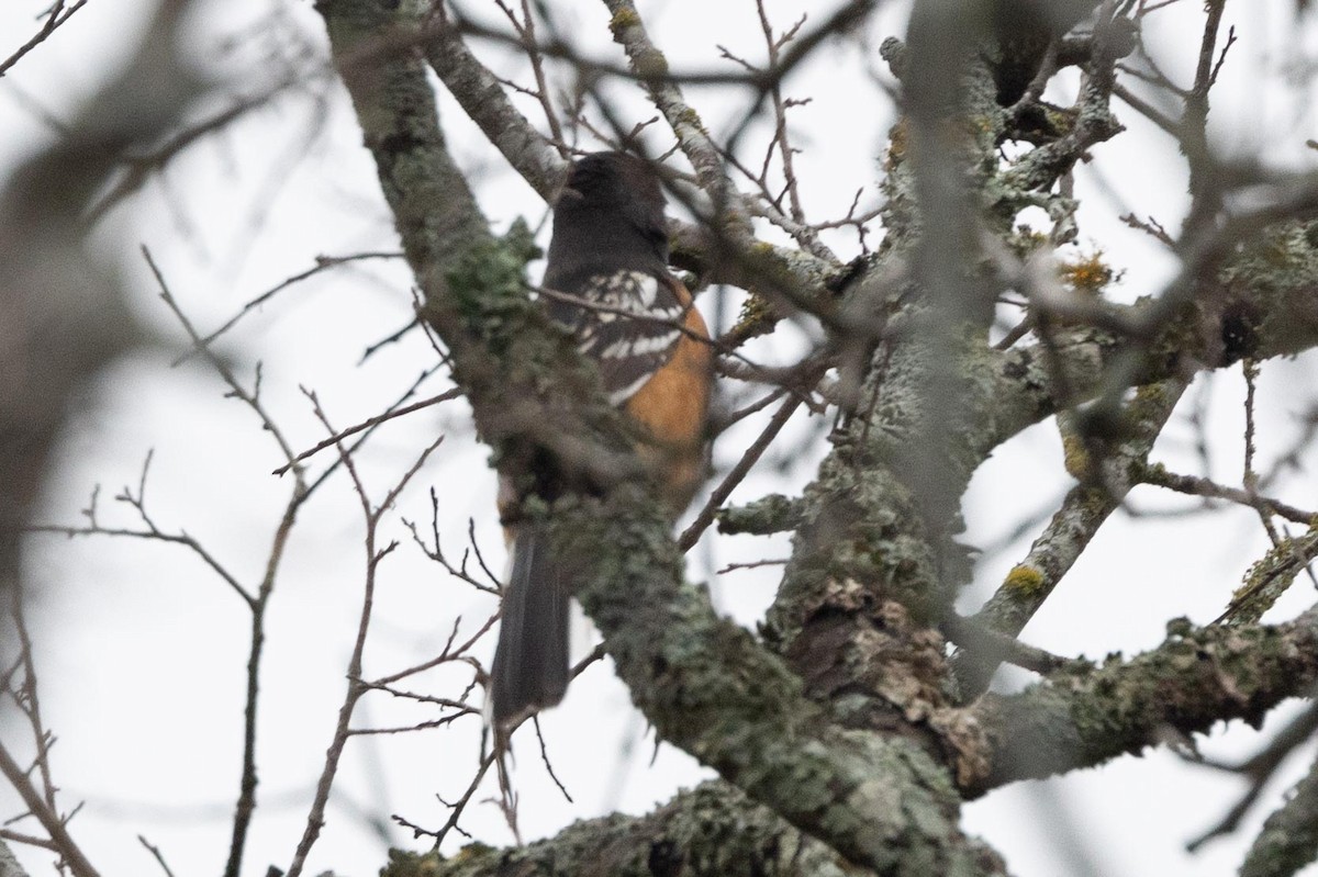 Spotted Towhee - ML426073351
